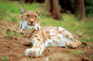 Harz - Luchs