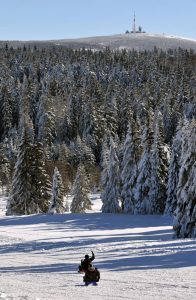 Harz - Rodeln