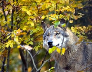 Thale – Wolfsgehege Tierpark